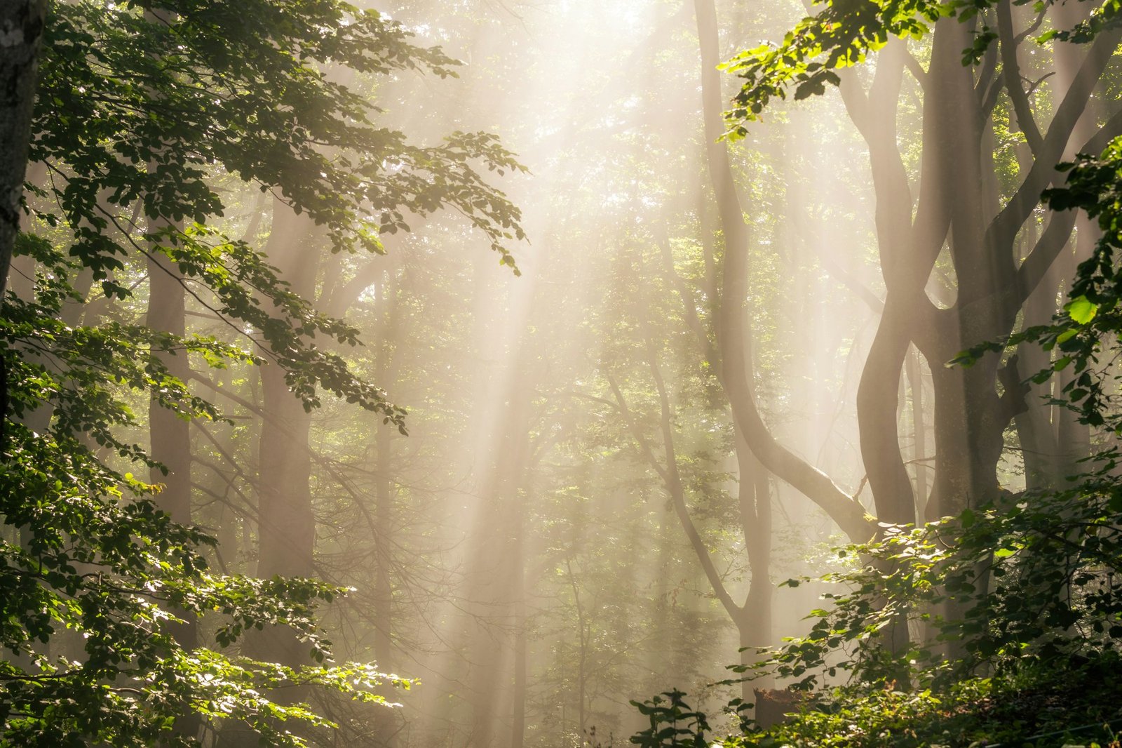 Morning sun rays in forest