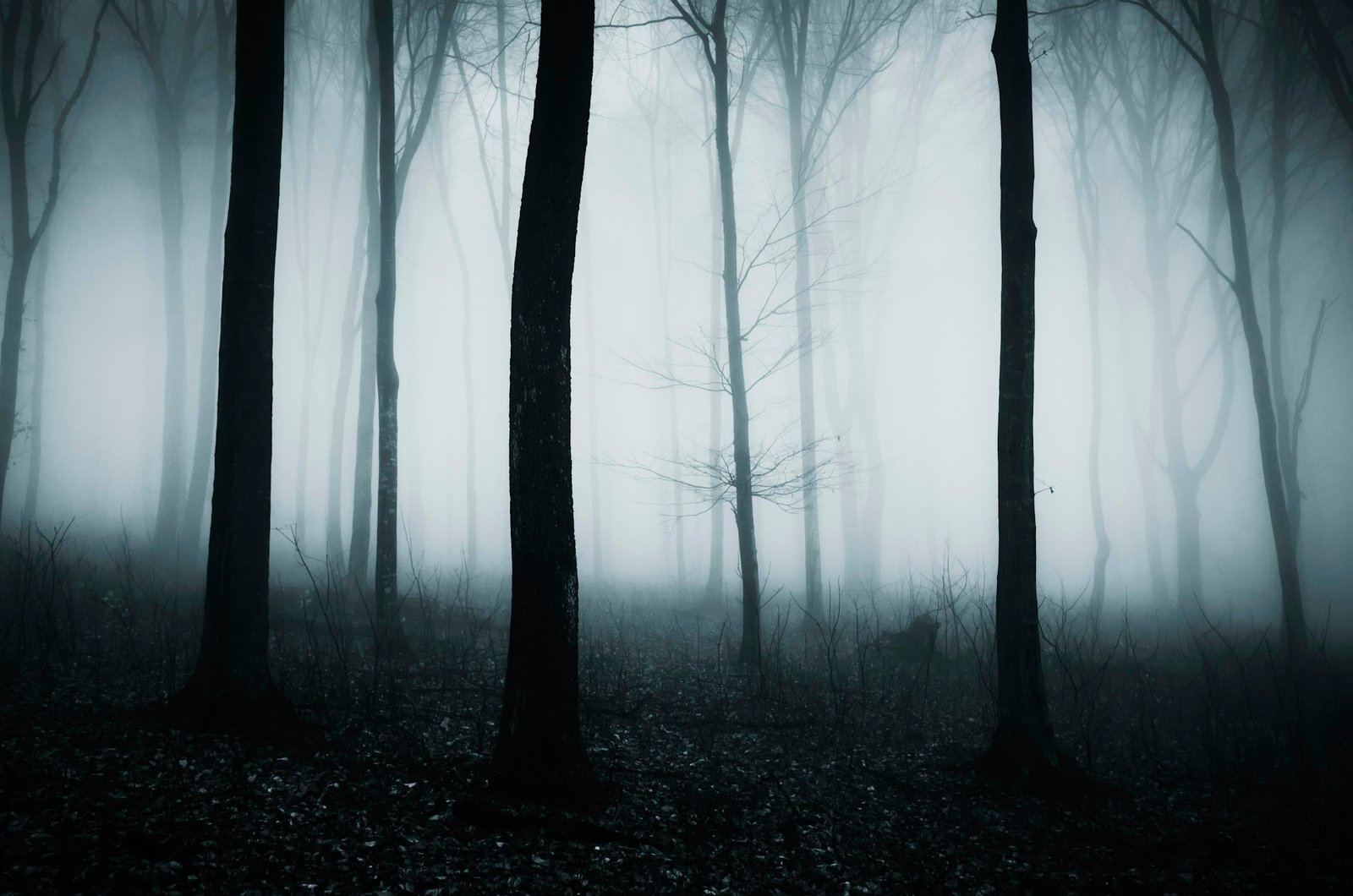 Dark spooky haunted forest