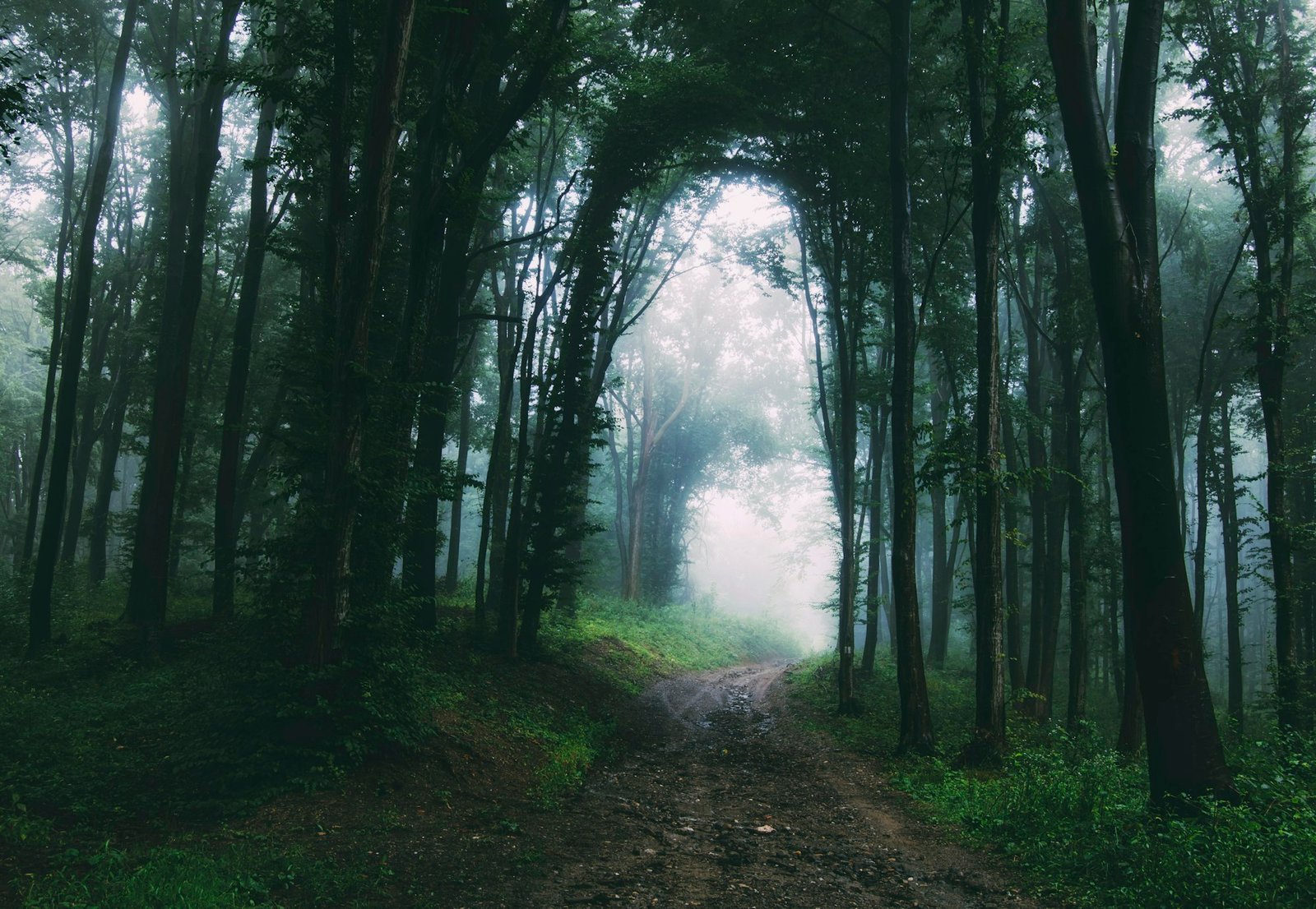 Path through mysterious dark forest after rain