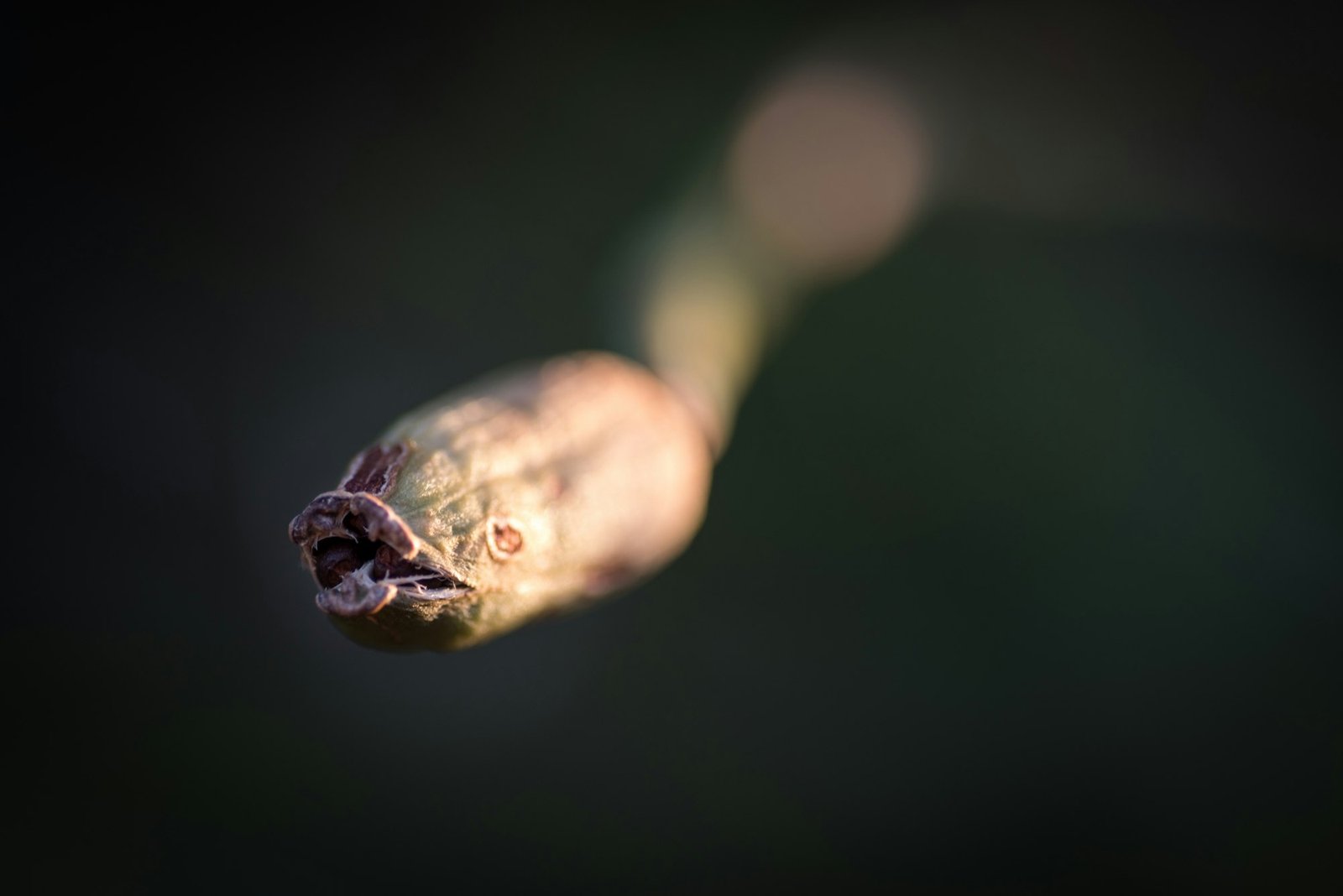 Strange alien life - macro garden up close, seed flower