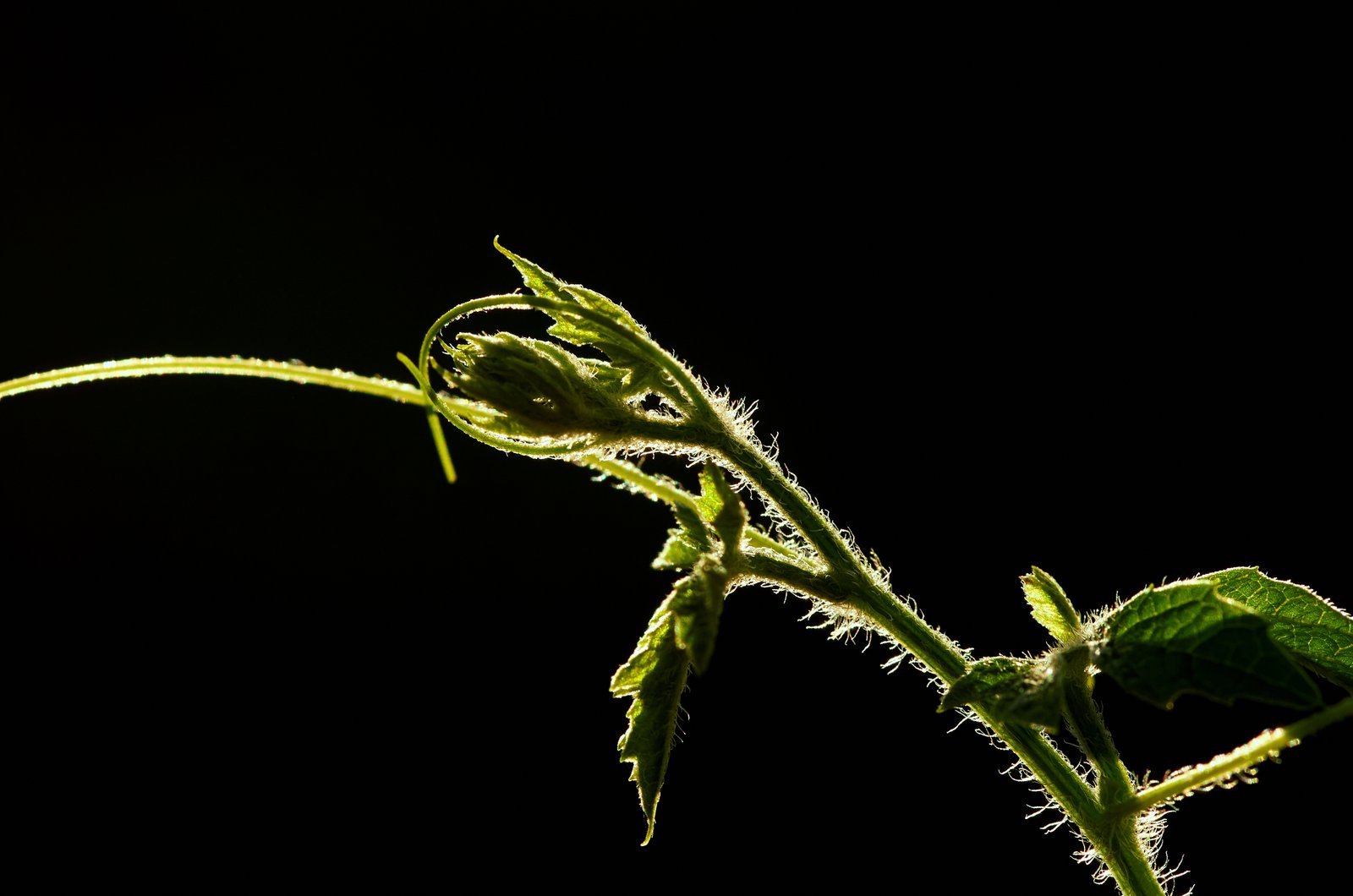 New plant shoot growing from soil